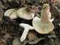Májusi pereszke (Calocybe gambosa), Budai-hegység